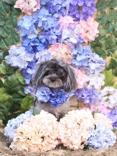 20250620うにちゃん